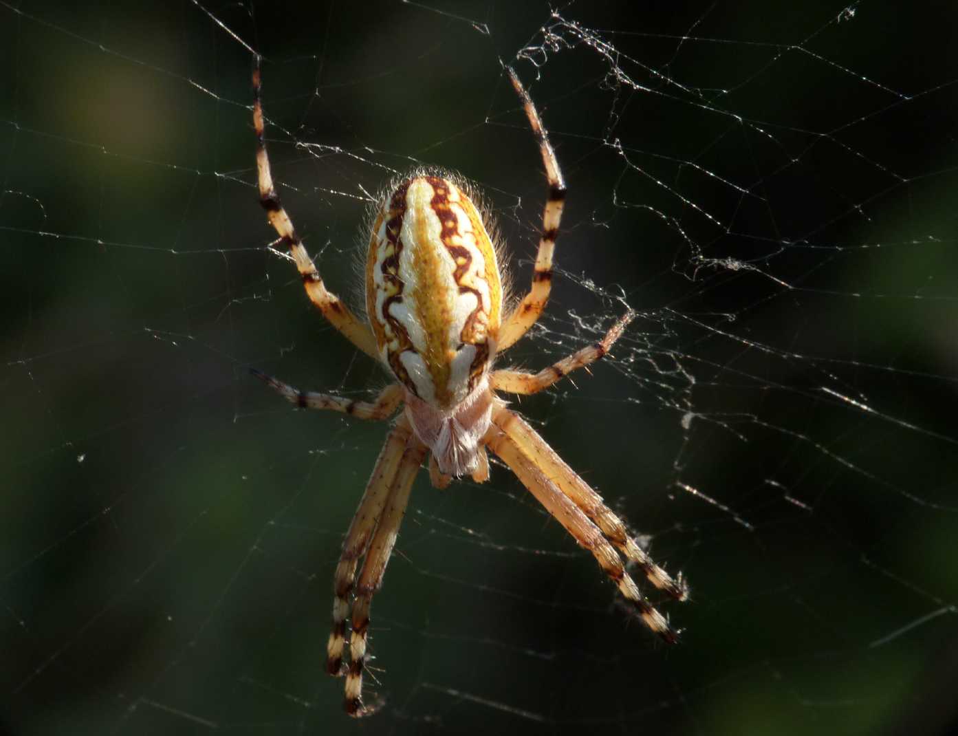 Carrellata di Aculepeira armida